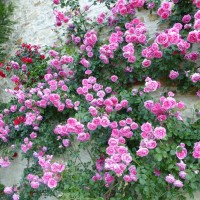 Féerie saisonnière de Valsaintes ©SARL Les jardins de l'abbaye de Valsaintes