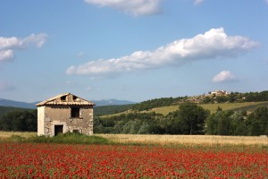 Champs de coquelicot à Simiane ©Isabelle Oudot
