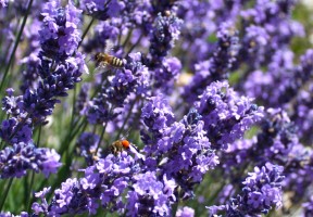 Notre essence, notre emblème, la lavande ©Isabelle Oudot