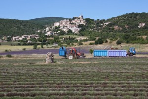 La récolte de la lavande aujourd'hui ©Isabelle Oudot